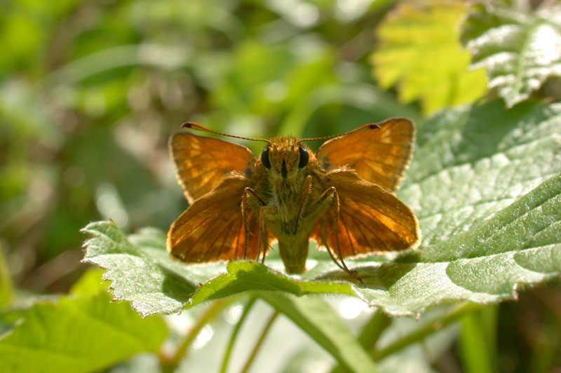 Ochlodes sylvanus